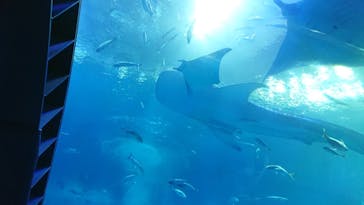 沖縄美ら海水族館に投稿された画像（2022/8/27）