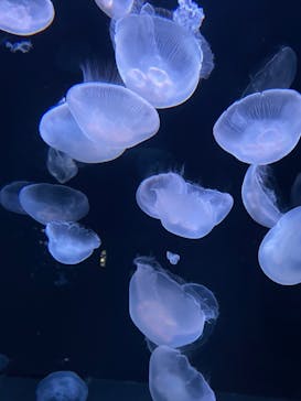 サンシャイン水族館に投稿された画像（2022/8/27）