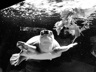 カワスイ 川崎⽔族館に投稿された画像（2022/8/27）