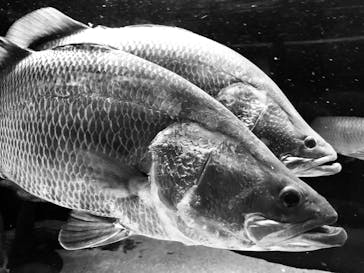 カワスイ 川崎⽔族館に投稿された画像（2022/8/27）