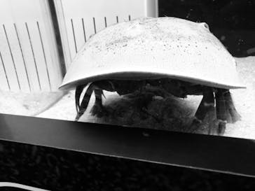 カワスイ 川崎⽔族館に投稿された画像（2022/8/27）