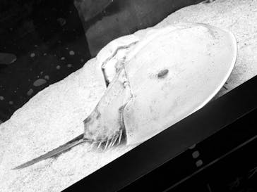 カワスイ 川崎⽔族館に投稿された画像（2022/8/27）