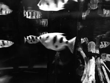 カワスイ 川崎⽔族館に投稿された画像（2022/8/27）