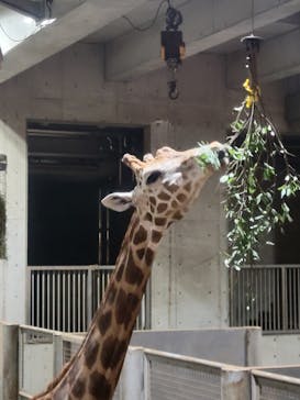よこはま動物園ズーラシアに投稿された画像（2022/8/27）