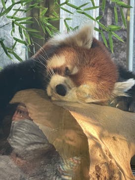 よこはま動物園ズーラシアに投稿された画像（2022/8/27）