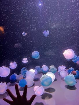 島根県立 しまね海洋館に投稿された画像（2022/8/27）