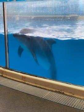 新江ノ島水族館に投稿された画像（2022/8/27）