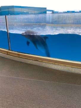 新江ノ島水族館に投稿された画像（2022/8/27）