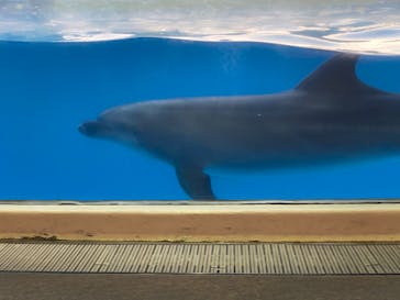 新江ノ島水族館に投稿された画像（2022/8/27）
