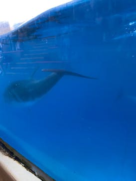 新江ノ島水族館に投稿された画像（2022/8/27）