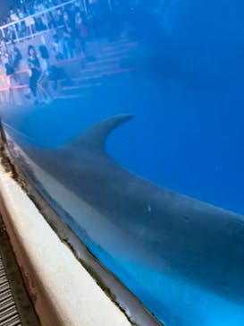 新江ノ島水族館に投稿された画像（2022/8/27）