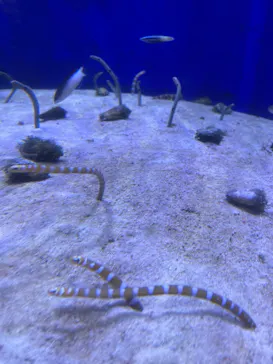 横浜・八景島シーパラダイスに投稿された画像（2022/8/27）