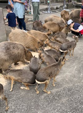 伊豆アニマルキングダムに投稿された画像（2022/8/28）