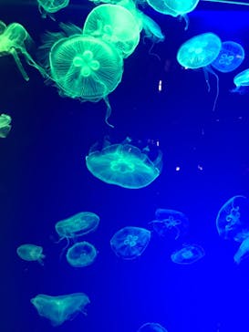 名古屋港水族館に投稿された画像（2022/8/28）