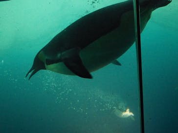 名古屋港水族館に投稿された画像（2022/8/28）