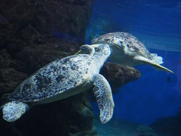 名古屋港水族館に投稿された画像（2022/8/28）