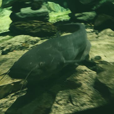 滋賀県立琵琶湖博物館に投稿された画像（2022/8/28）