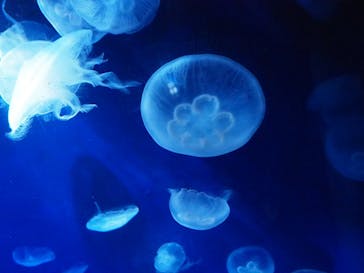 サンシャイン水族館に投稿された画像（2022/8/28）