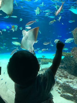 サンシャイン水族館に投稿された画像（2022/8/28）