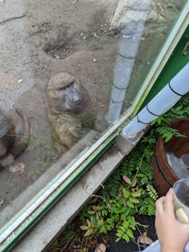 伊豆アニマルキングダムに投稿された画像（2022/8/28）