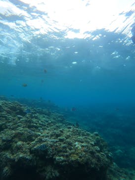 沖縄マリンサービス碧に投稿された画像（2022/8/28）