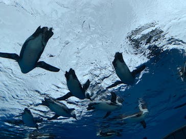 サンシャイン水族館に投稿された画像（2022/8/28）
