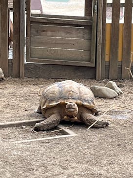 しろとり動物園に投稿された画像（2022/8/28）