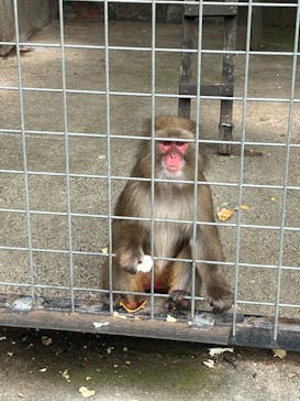 しろとり動物園に投稿された画像（2022/8/28）