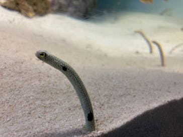 アクアワールド茨城県大洗水族館に投稿された画像（2022/8/28）