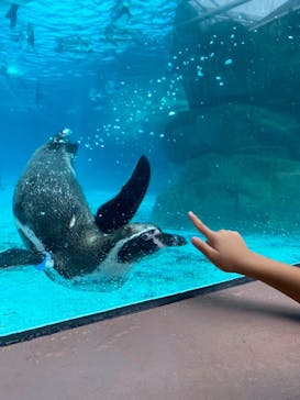 アクアワールド茨城県大洗水族館に投稿された画像（2022/8/28）