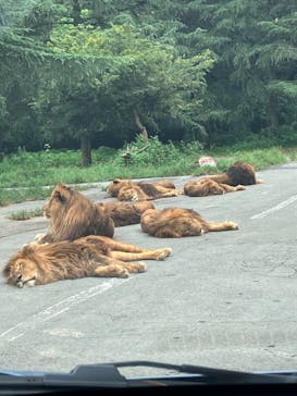 群馬サファリパークに投稿された画像（2022/8/28）