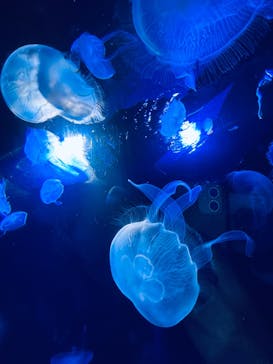 サンシャイン水族館に投稿された画像（2022/8/28）