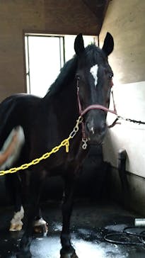 ノーザンホースパークに投稿された画像（2022/8/28）