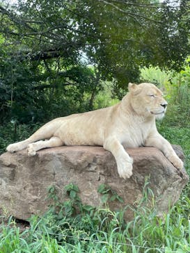 秋吉台自然動物公園 サファリランドに投稿された画像（2022/8/28）