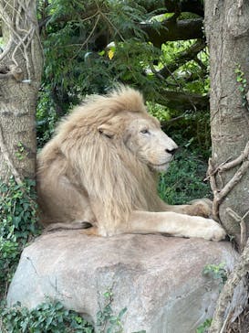 秋吉台自然動物公園 サファリランドに投稿された画像（2022/8/28）