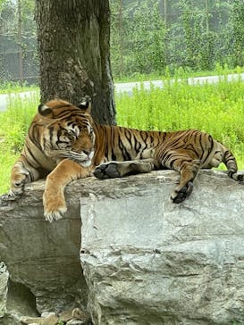 秋吉台自然動物公園 サファリランドに投稿された画像（2022/8/28）