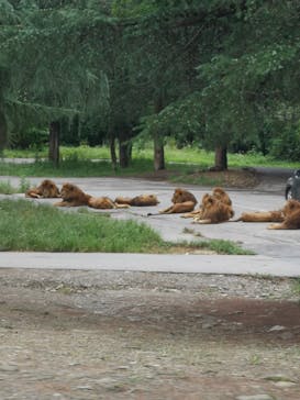 群馬サファリパークに投稿された画像（2022/8/28）