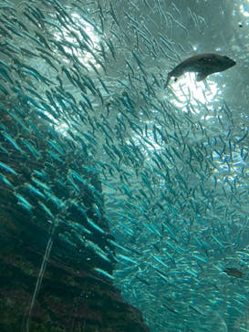 上越市立水族博物館 うみがたりに投稿された画像（2022/8/28）