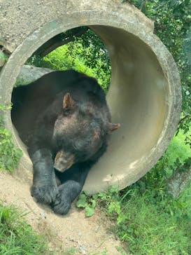秋吉台自然動物公園 サファリランドに投稿された画像（2022/8/28）