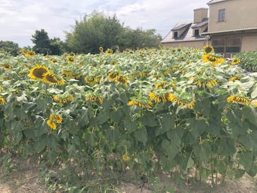 淡路ファームパーク イングランドの丘に投稿された画像（2022/8/28）