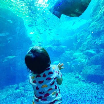 新江ノ島水族館に投稿された画像（2022/8/28）