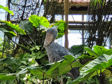 神戸どうぶつ王国に投稿された画像（2022/8/28）