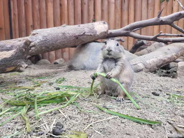 神戸どうぶつ王国に投稿された画像（2022/8/28）