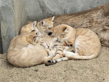 神戸どうぶつ王国に投稿された画像（2022/8/28）