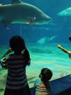 アクアワールド茨城県大洗水族館に投稿された画像（2022/8/28）