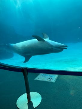 名古屋港水族館に投稿された画像（2022/8/28）