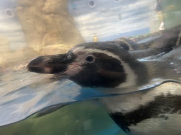 新江ノ島水族館に投稿された画像（2022/8/28）