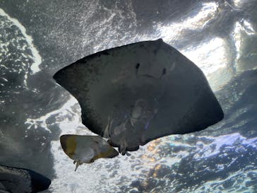 新江ノ島水族館に投稿された画像（2022/8/28）