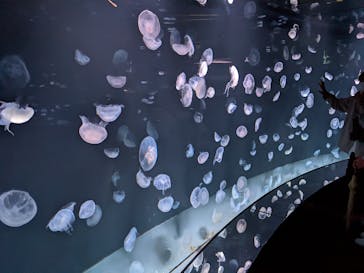 サンシャイン水族館に投稿された画像（2022/8/28）