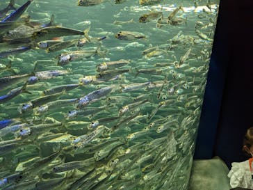 サンシャイン水族館に投稿された画像（2022/8/28）